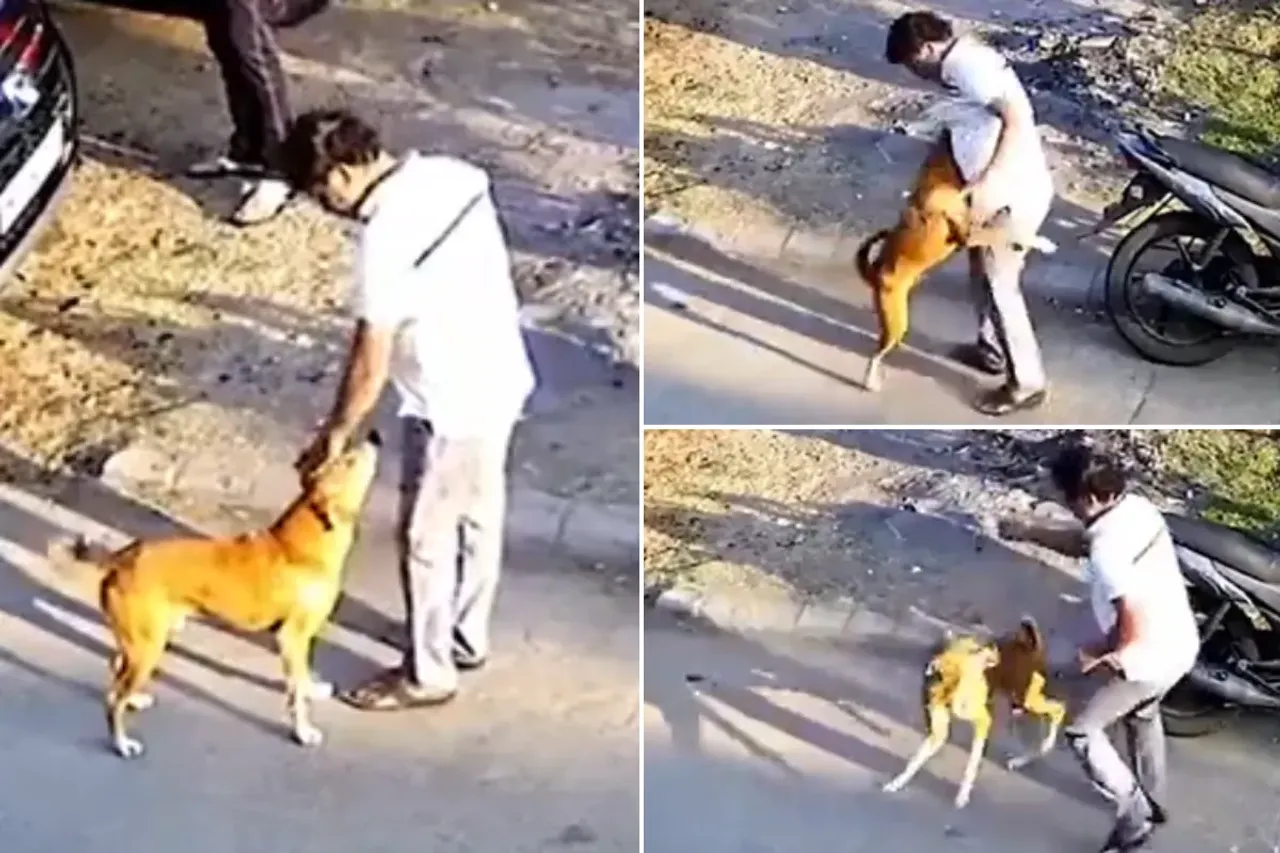 Animal Viral Video