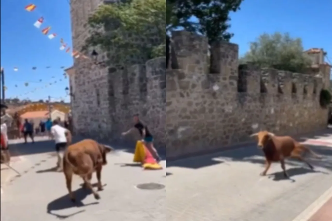 Animal Viral Video