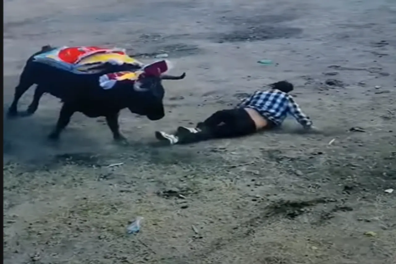 Animal Viral Video