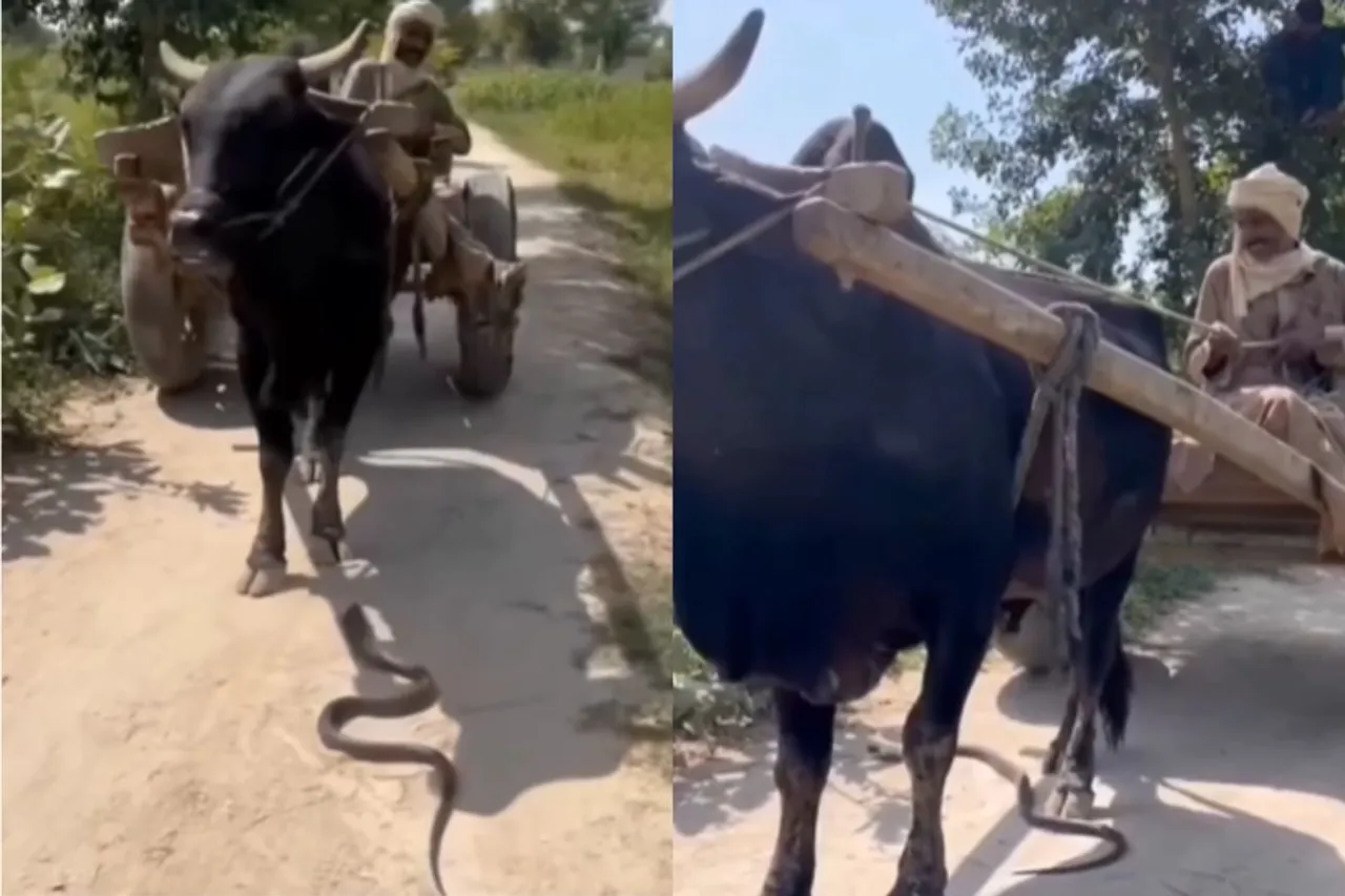 Animal Viral Video