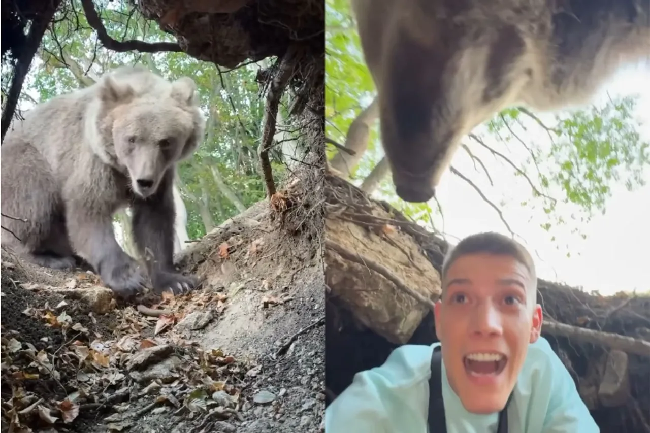 Animal Viral Video