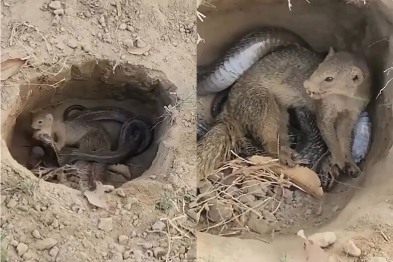 Animal Viral Video