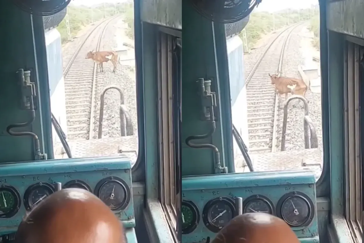 Animal Viral Video