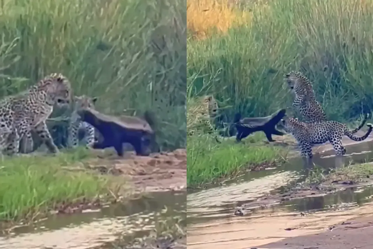 Animal Viral Video