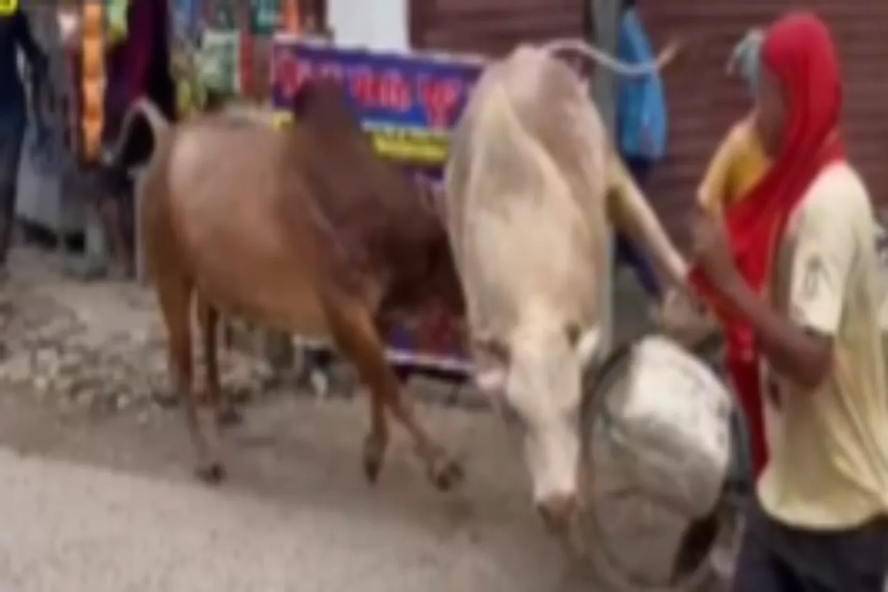 Animal Viral Video