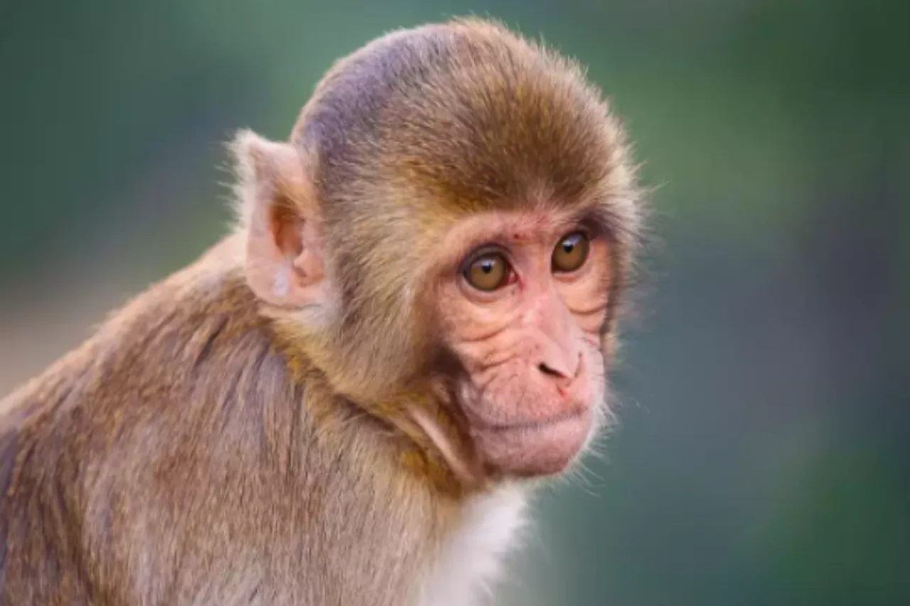 Monkey Viral News
