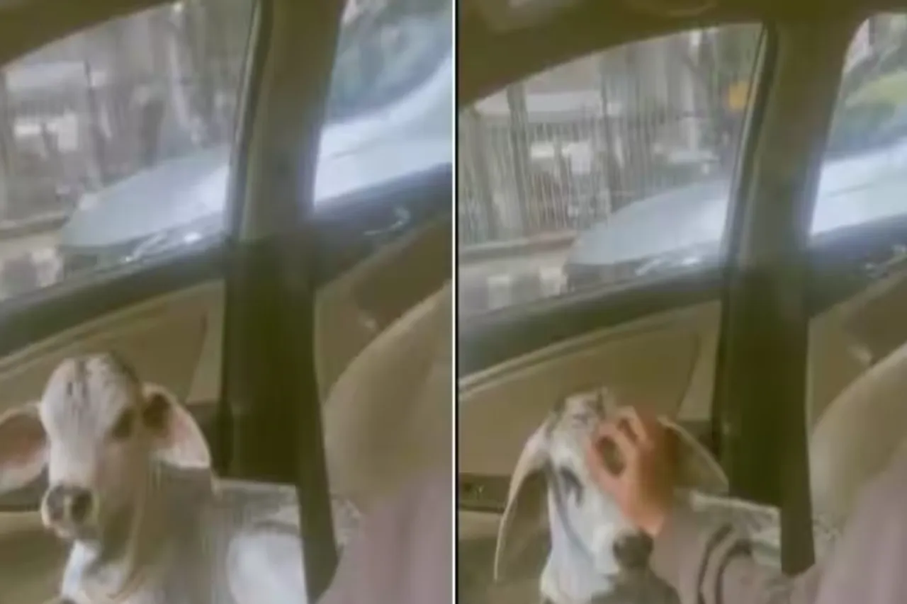 Viral Video