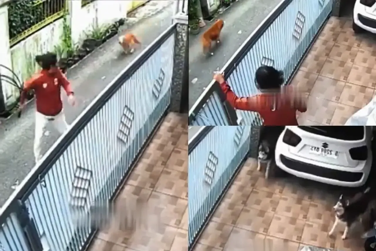 Animal Viral Video