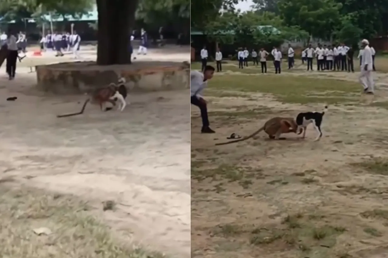 Animal Viral Video