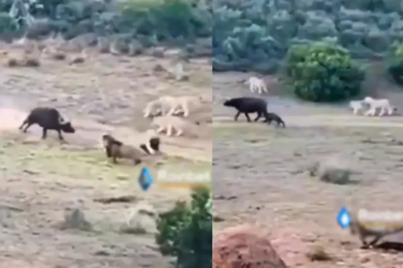 Animal Viral Video