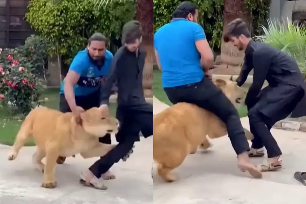 Animal Viral Video: