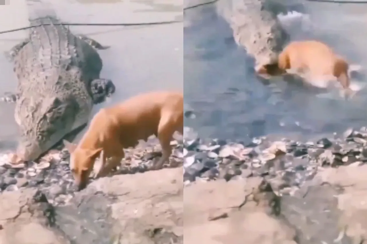 Animal Viral Video