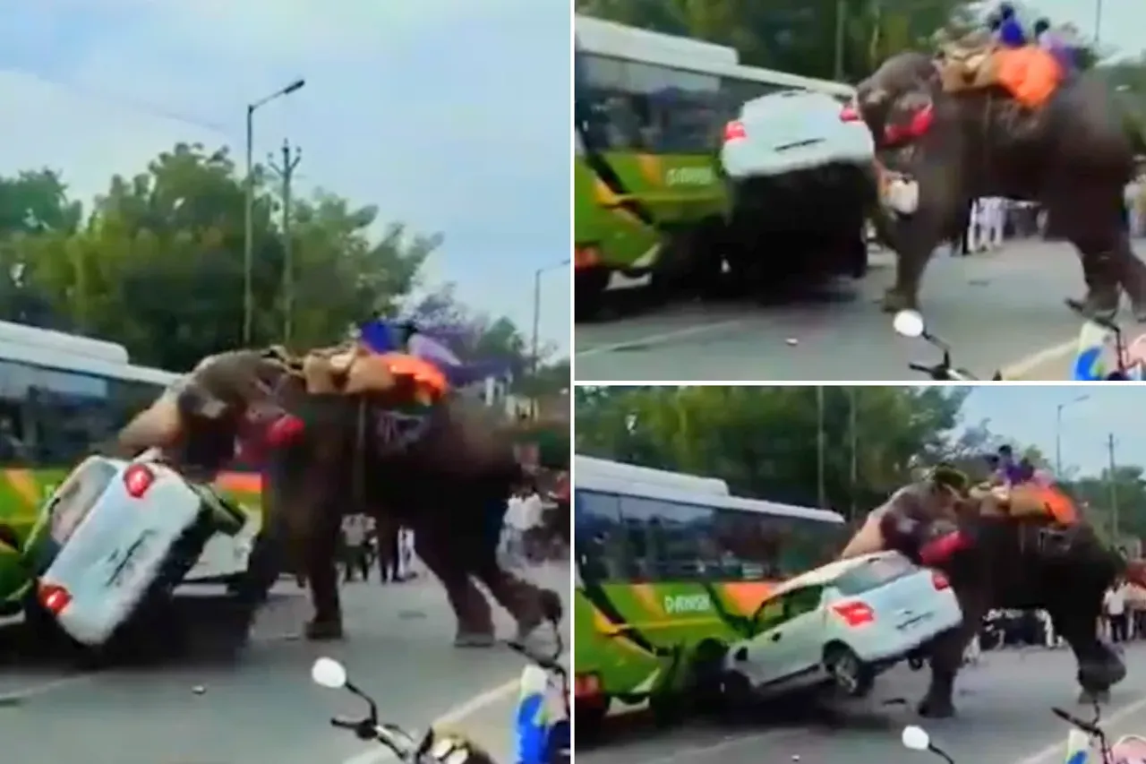 Animal viral video