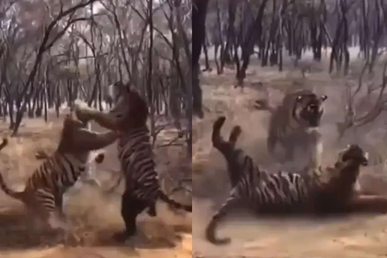 Animal viral video
