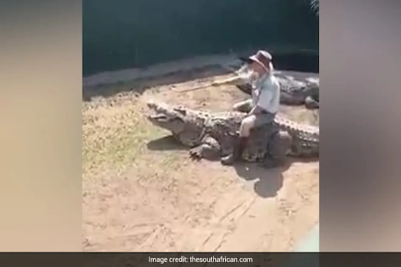 Animal Viral video