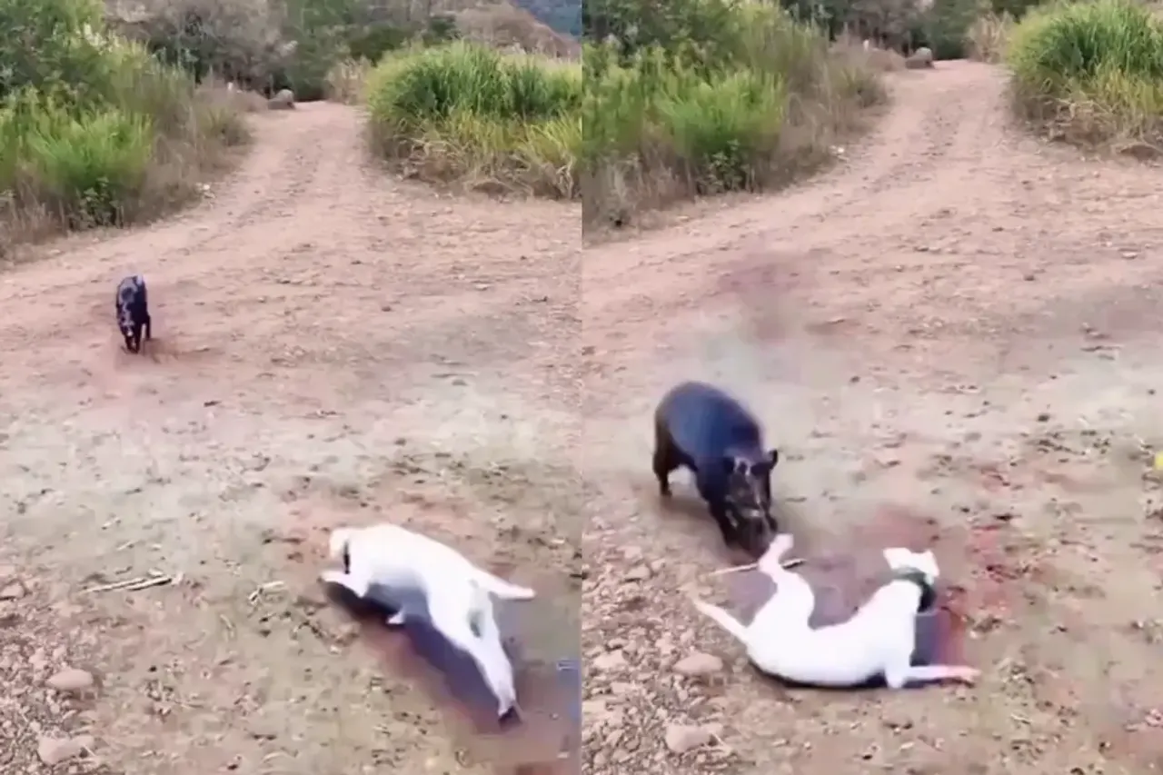 Animal Video
