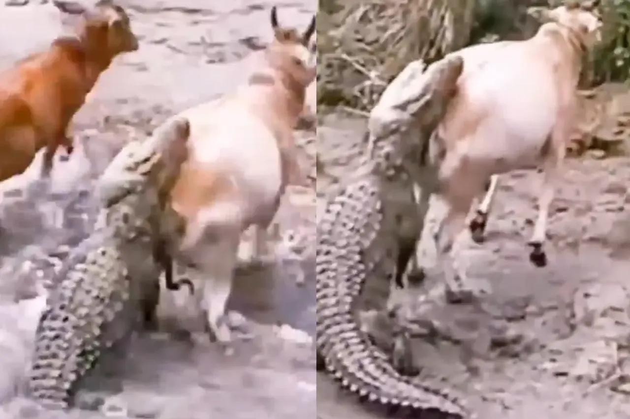 Animal Video