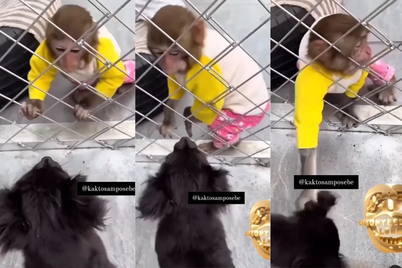 Animal Video