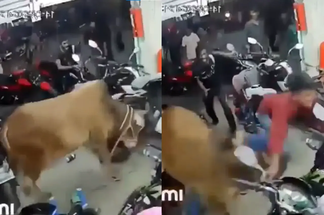 Animal Video