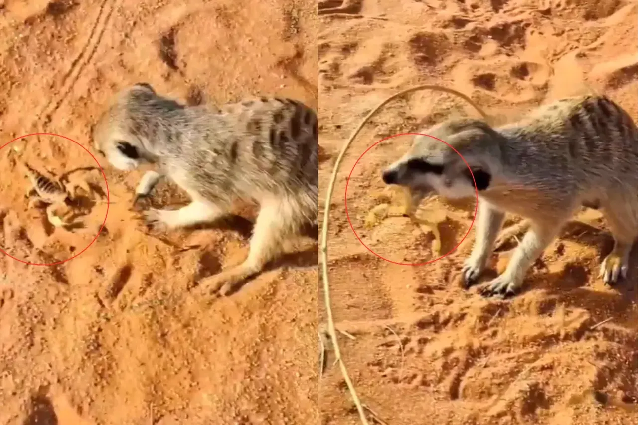 Animal Video