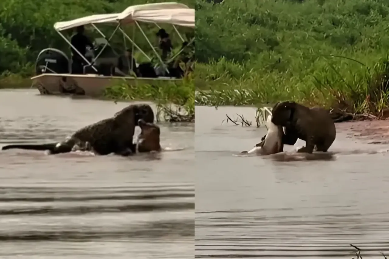 Animal Video