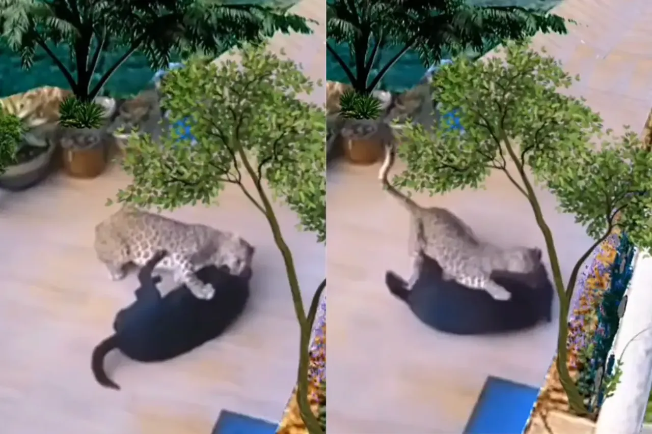 Animal Video