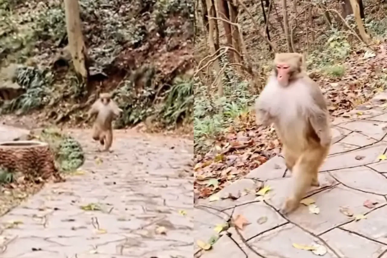Animal Video