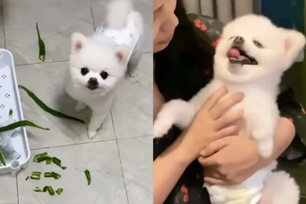 Animal Video