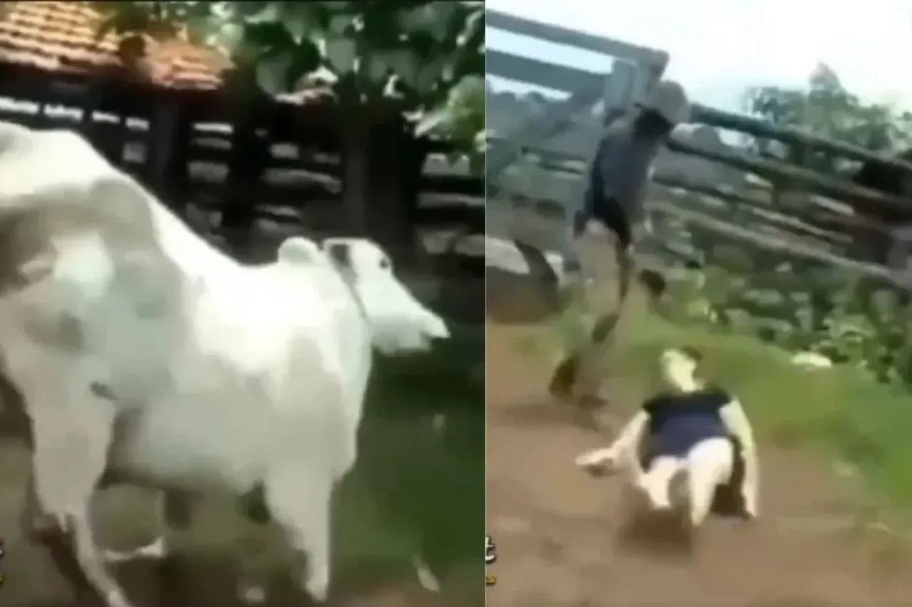 Animal Video