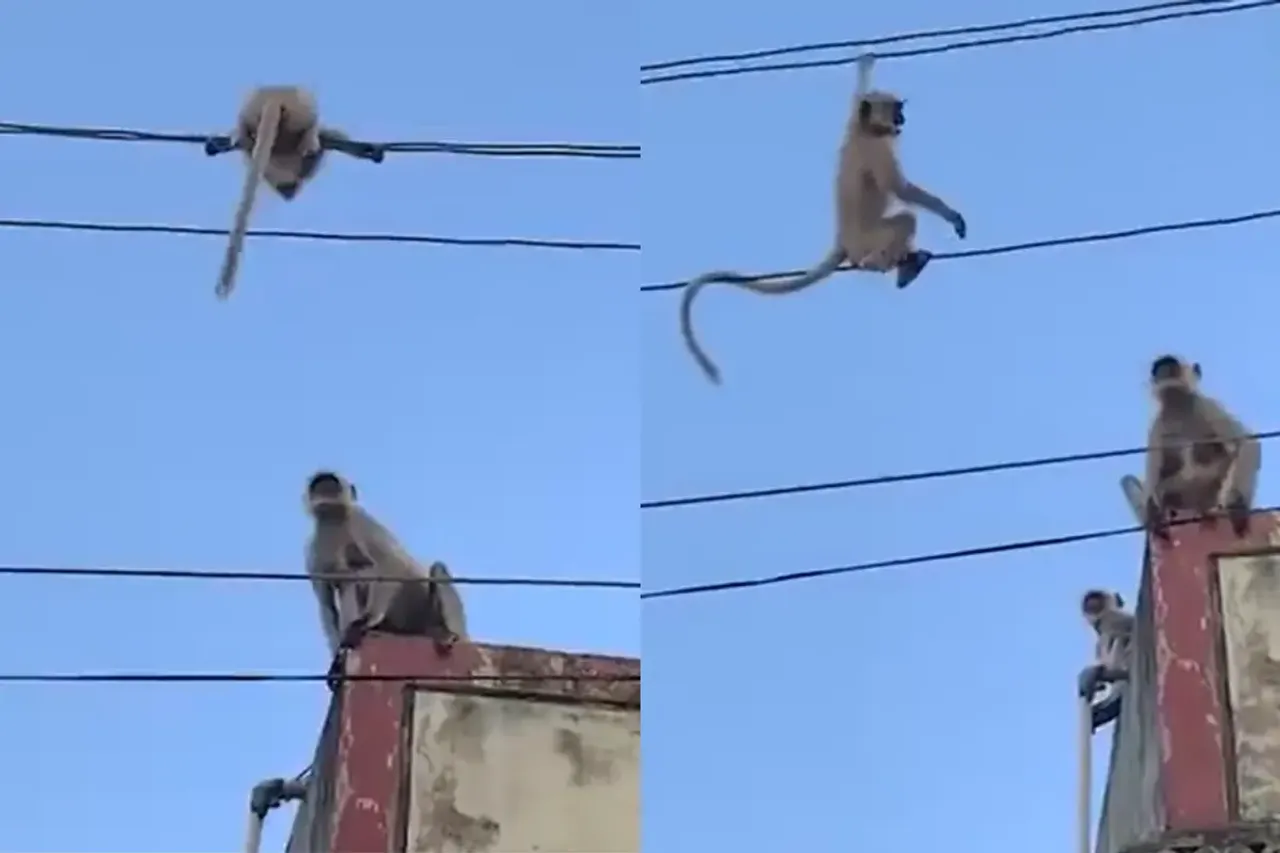 Animal Video