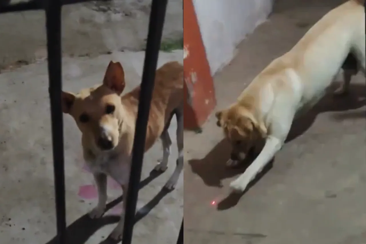 Animal Video