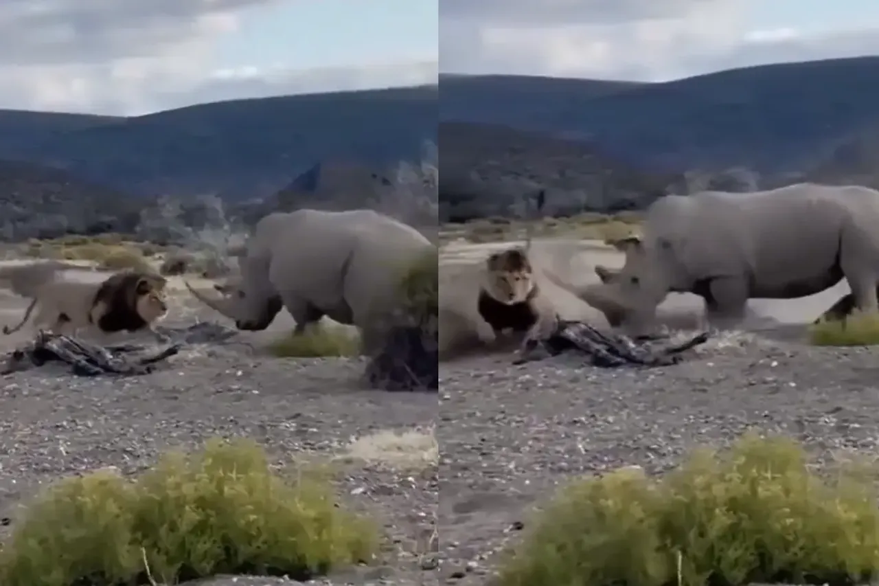 Animal Video
