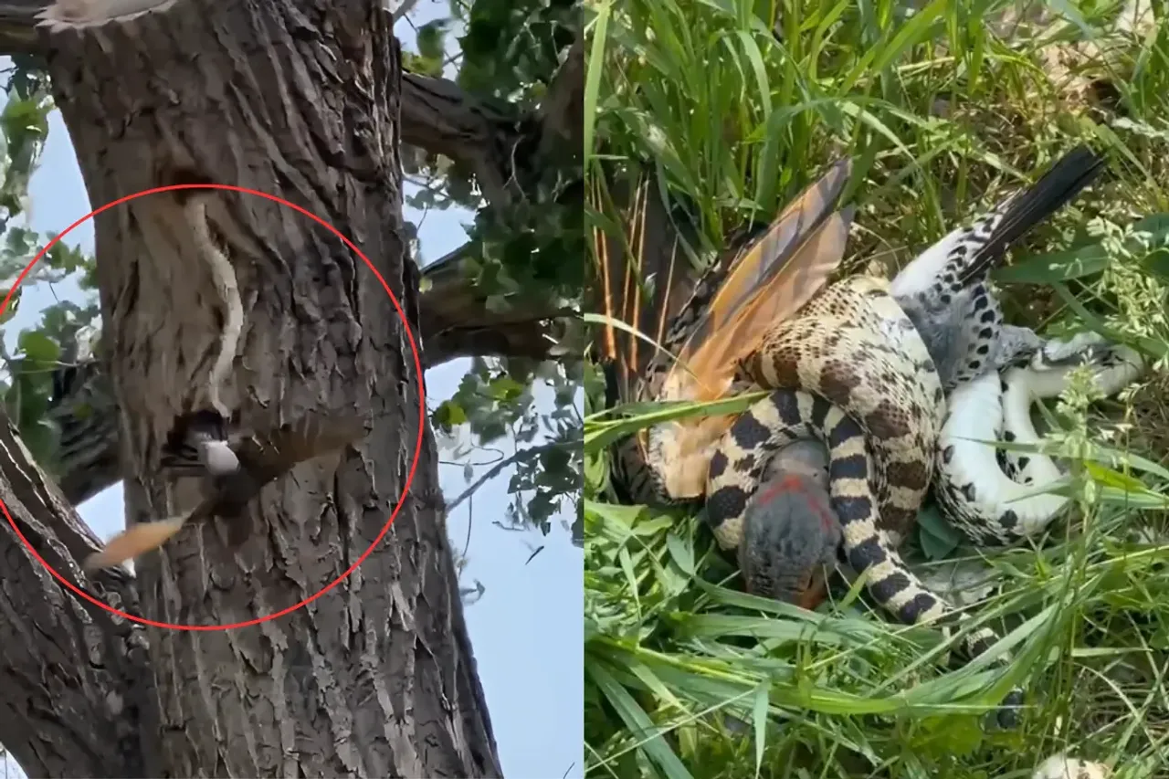 Animal Video