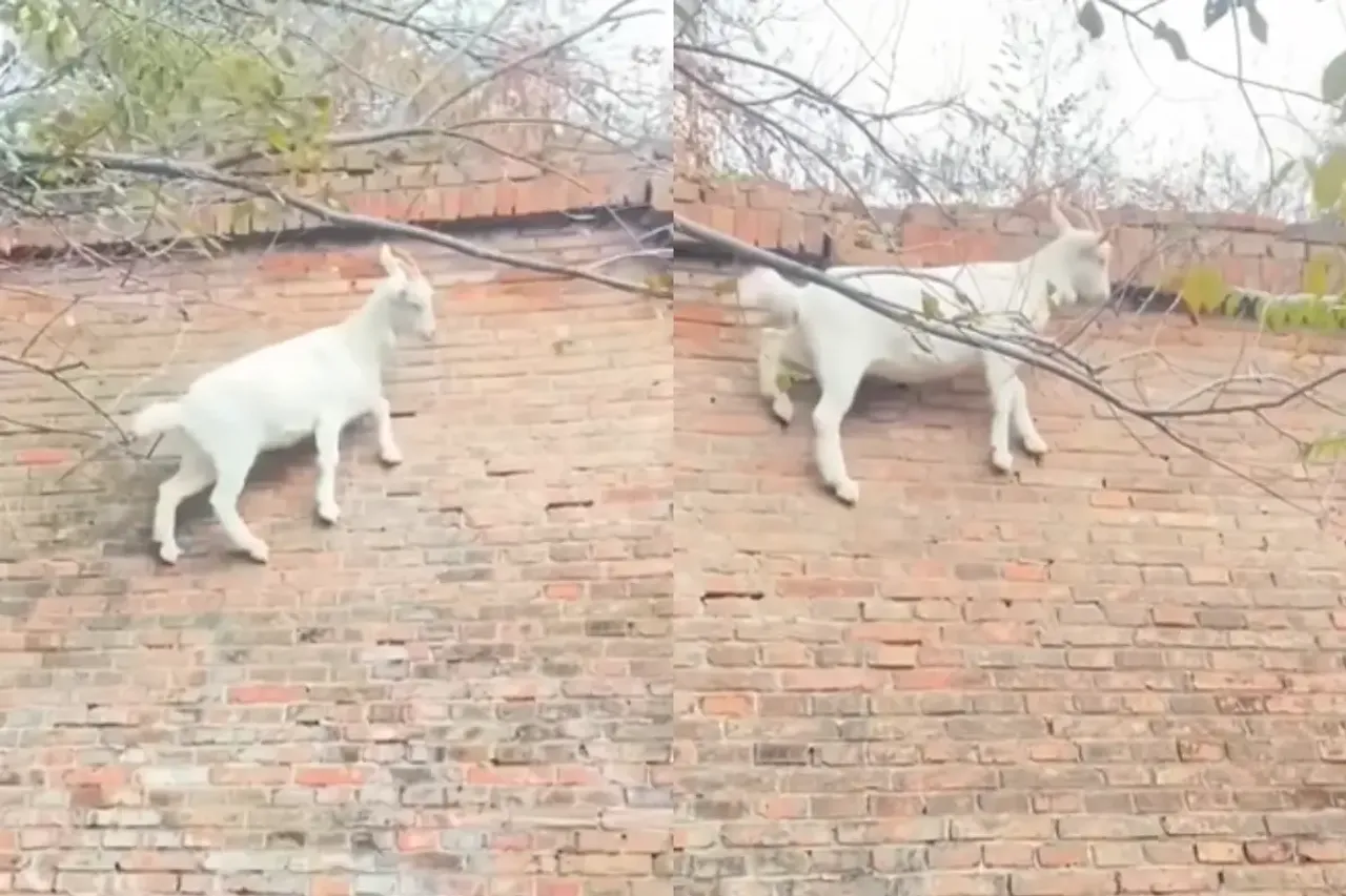 Animal Video