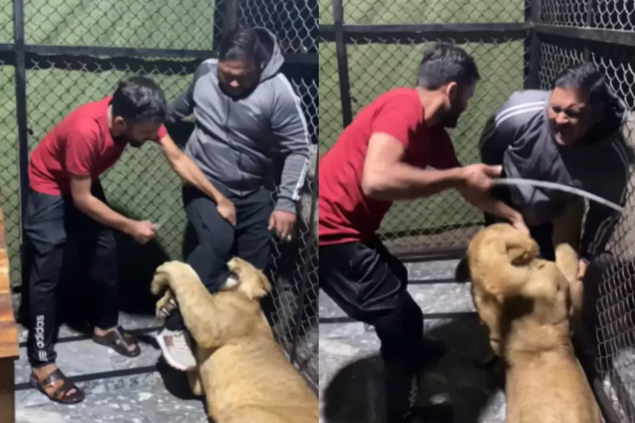 Animal Video