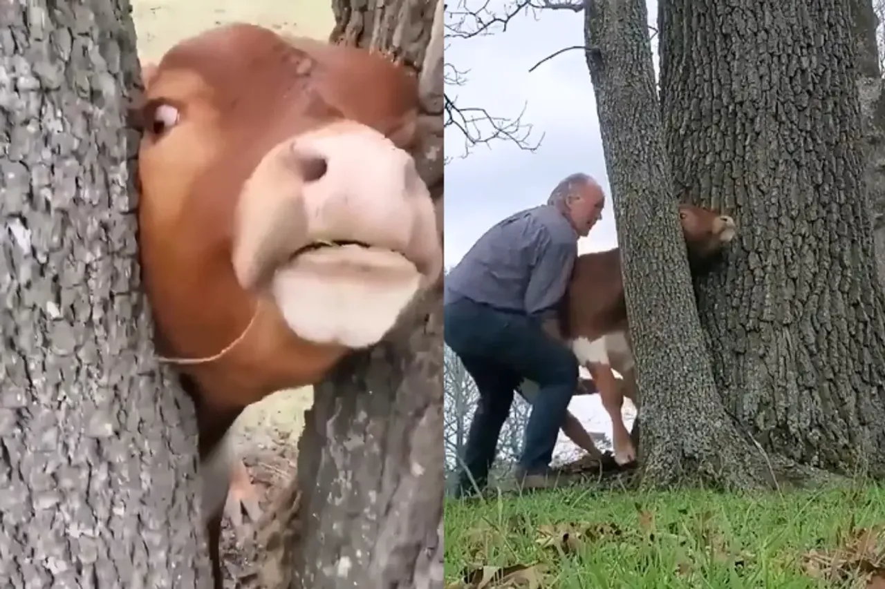 Animal Video