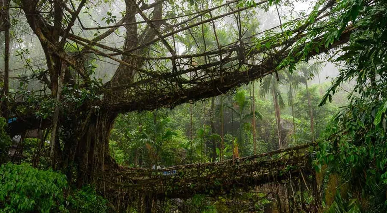 double-decker-living-root-bridge-nongriat-meghalaya