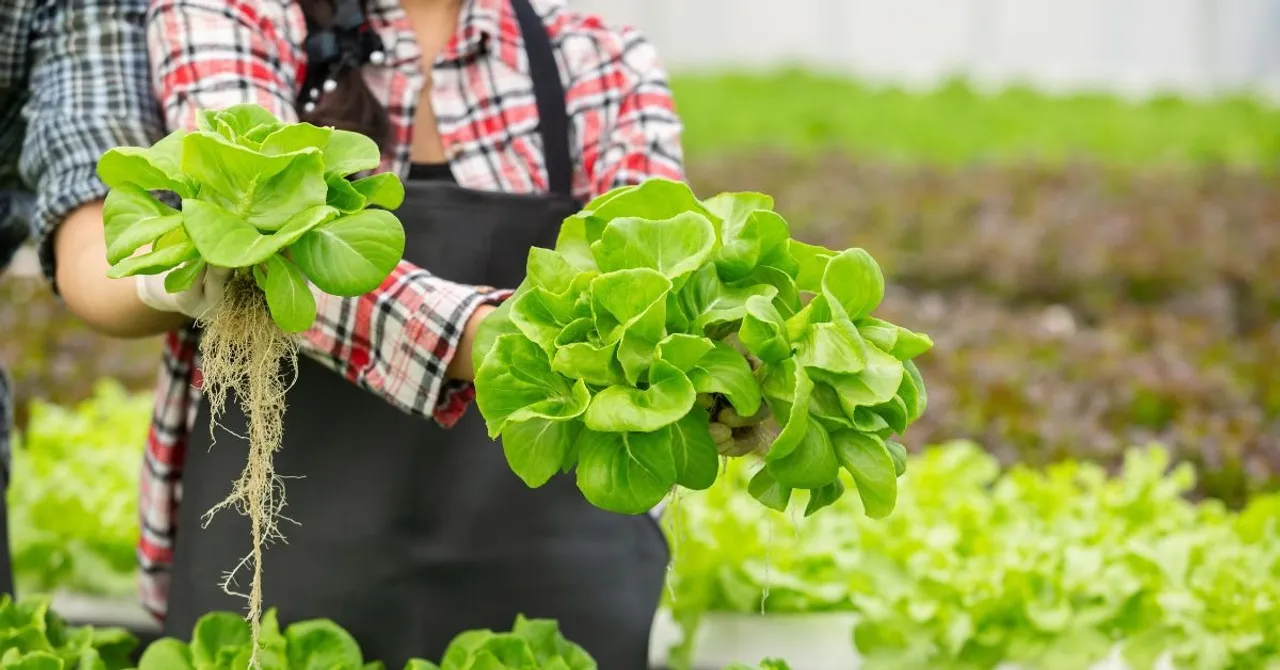 hydroponics
