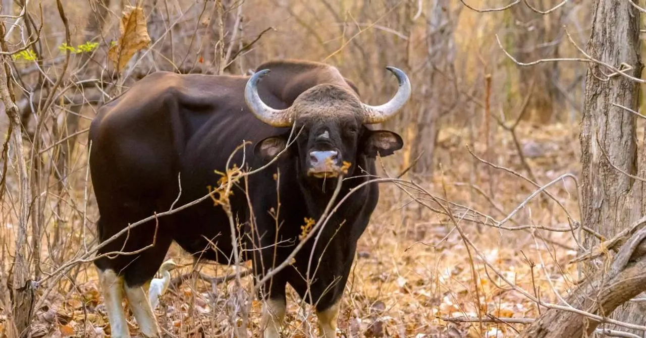 gaur rescue Tamil Nadu