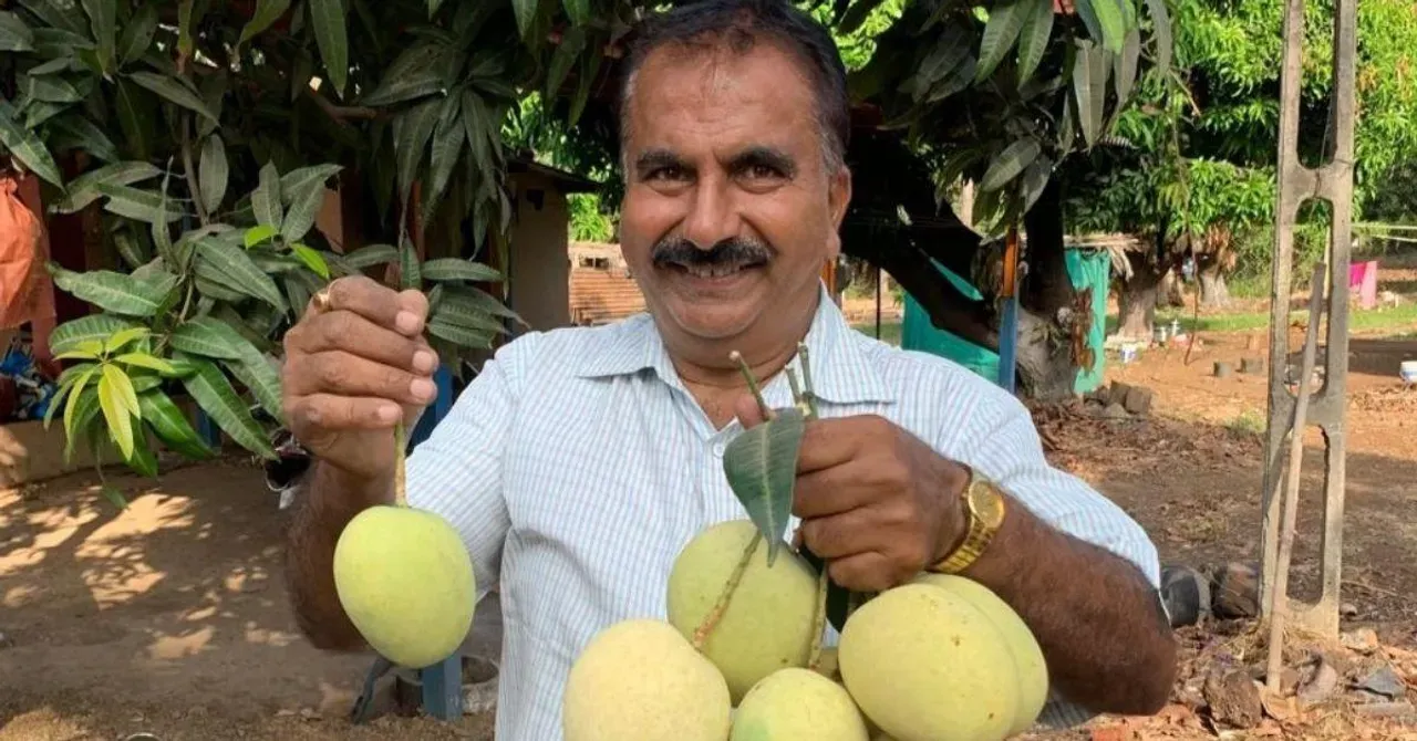 Gujarat’s Sonpari mango gives farmers 4X yields, resists weather, and tastes just like Alphonso.