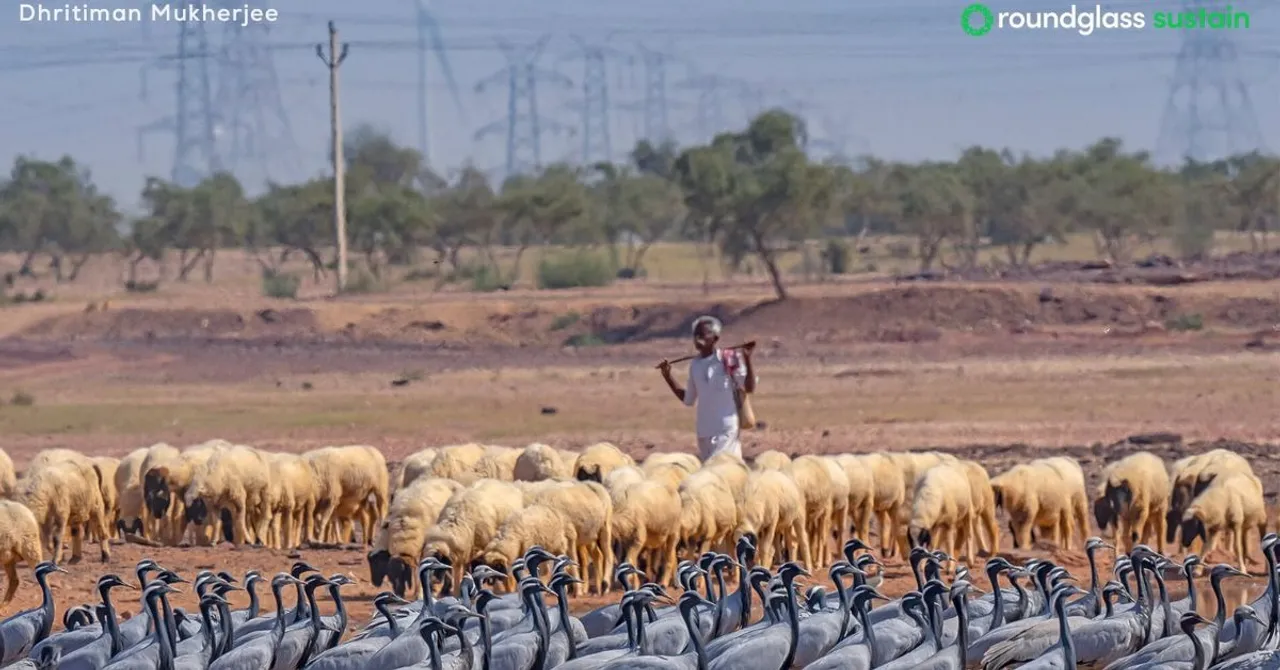 Rajasthan's communities are saving their biodiversity thriving in the sacred groves