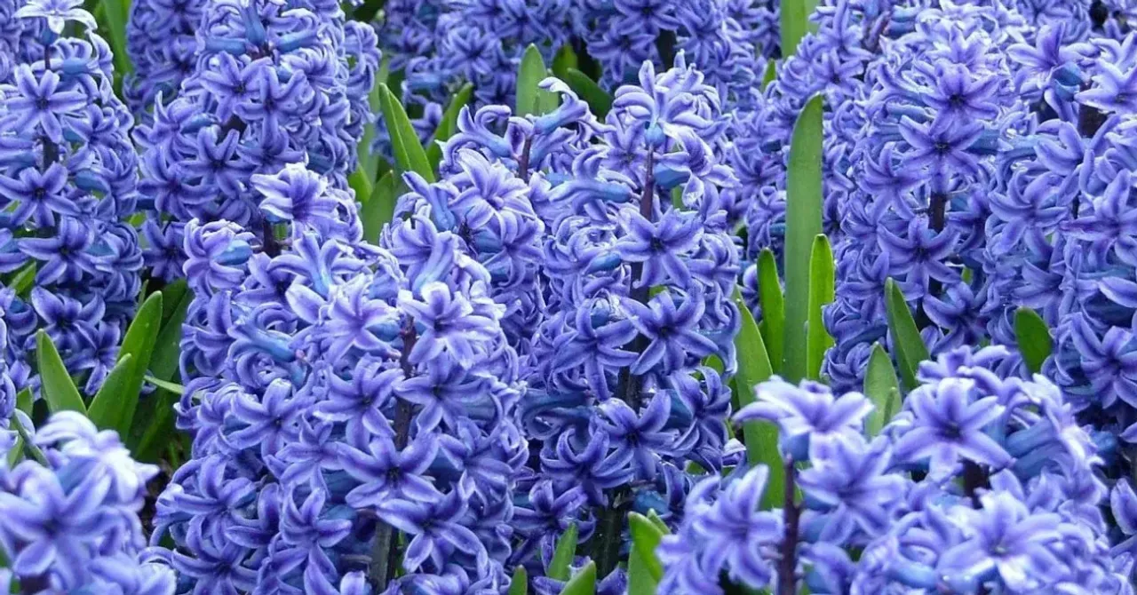 autumn flowering bulbs India