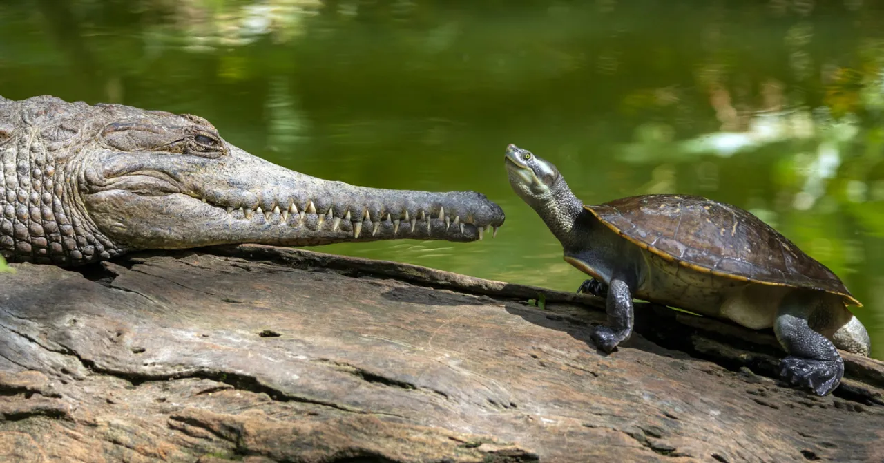 Crocodile & turtle egg rescue Vishwamitri