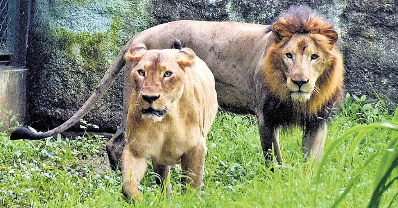 The 2025 census records 891 Asiatic lions across India, including 134 living along the Gujarat coast