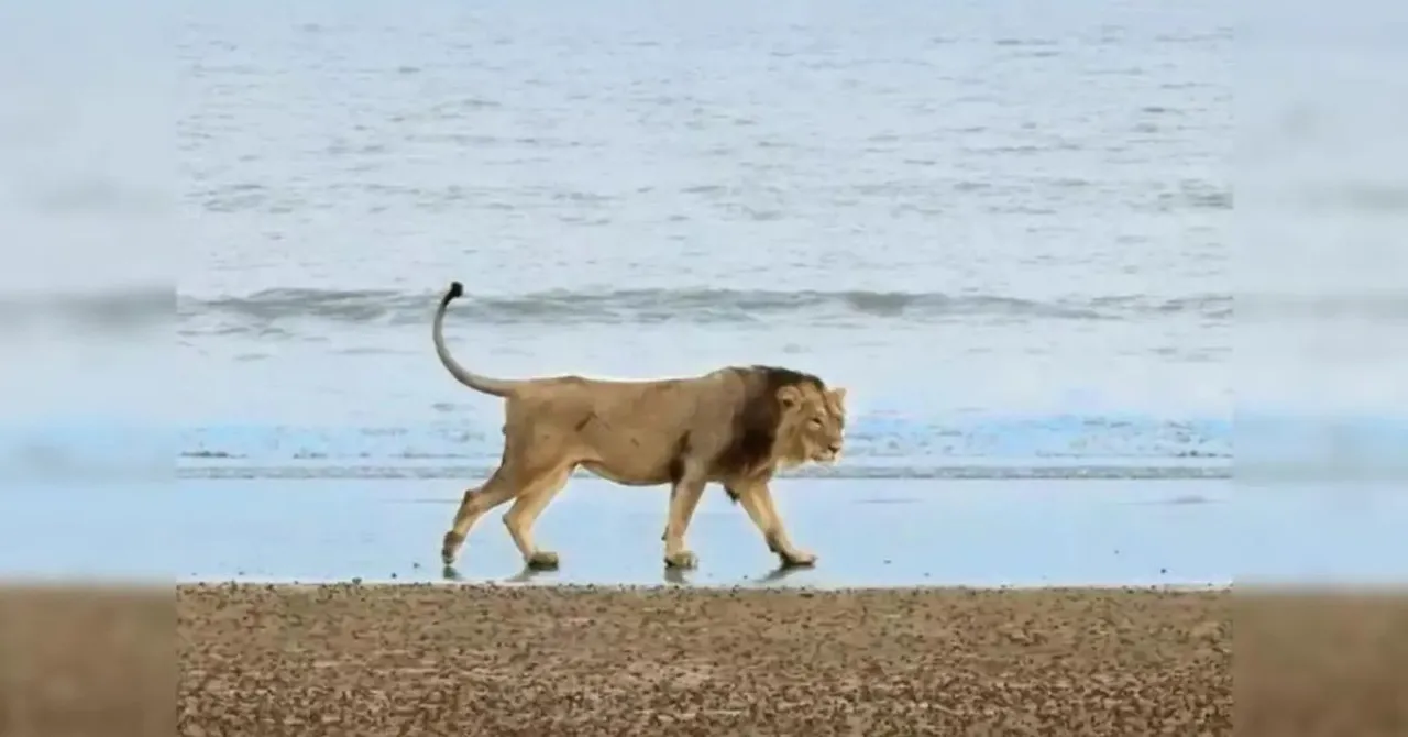Gujarat asiatic lions