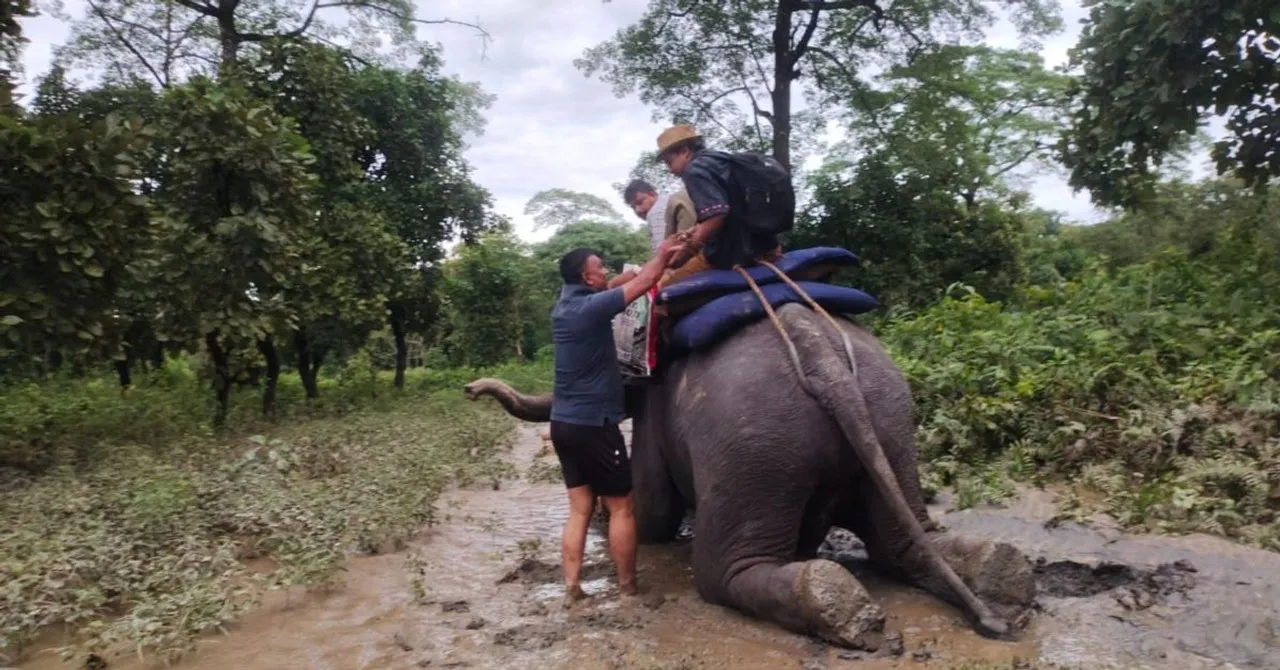 darjeeling floods elephants rescue