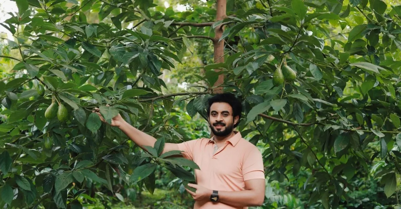 Ambalavayal avocado Kerala