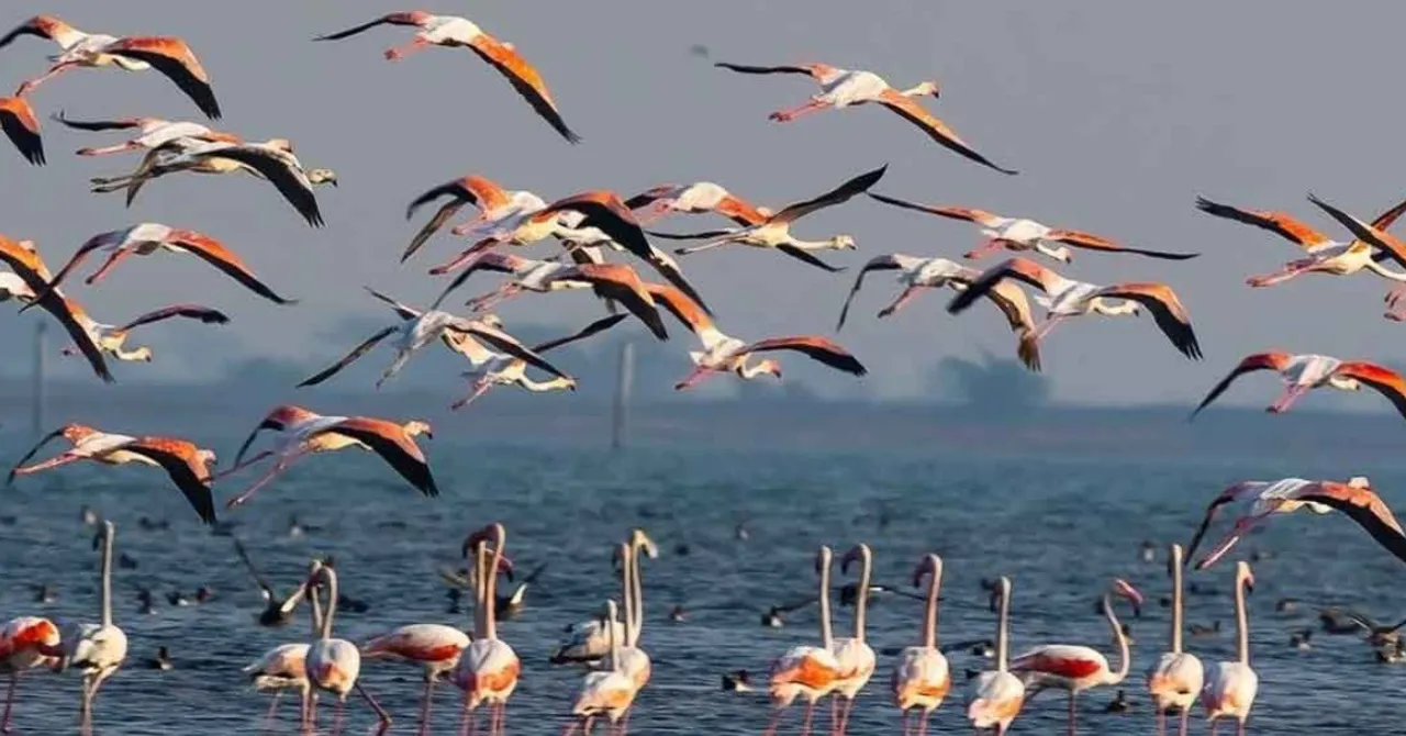 Chilika migratory birds