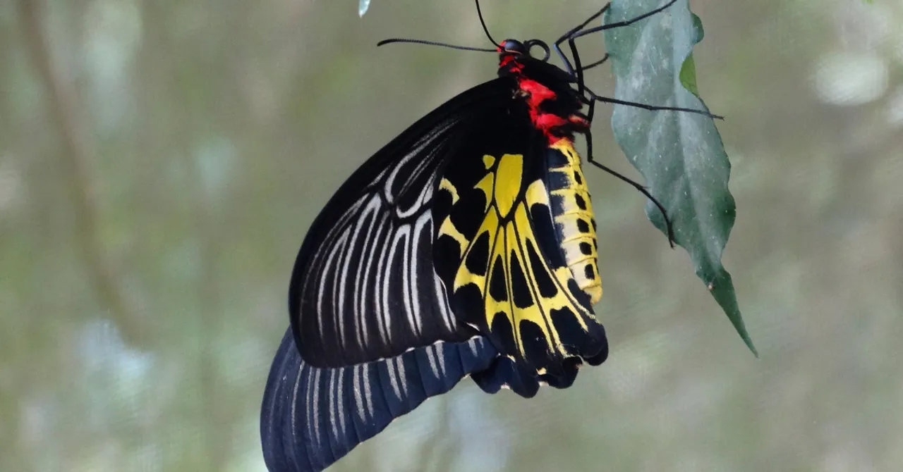 Brahmavar butterfly sanctuary