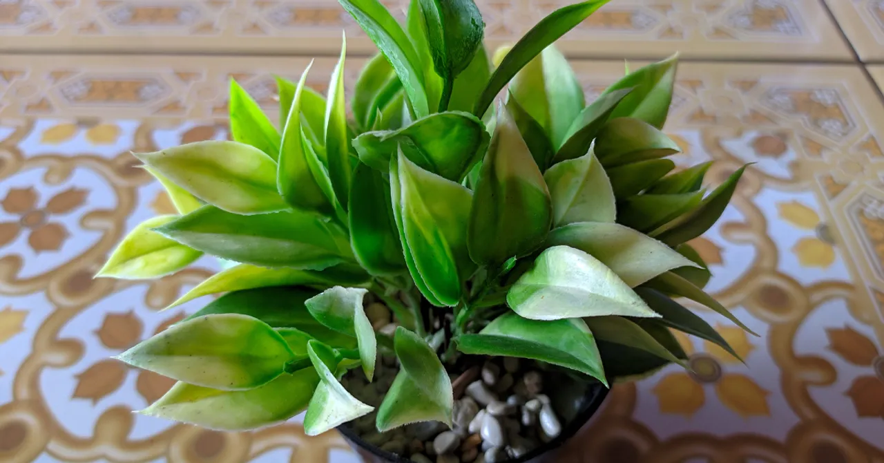 air purifying indoor plants